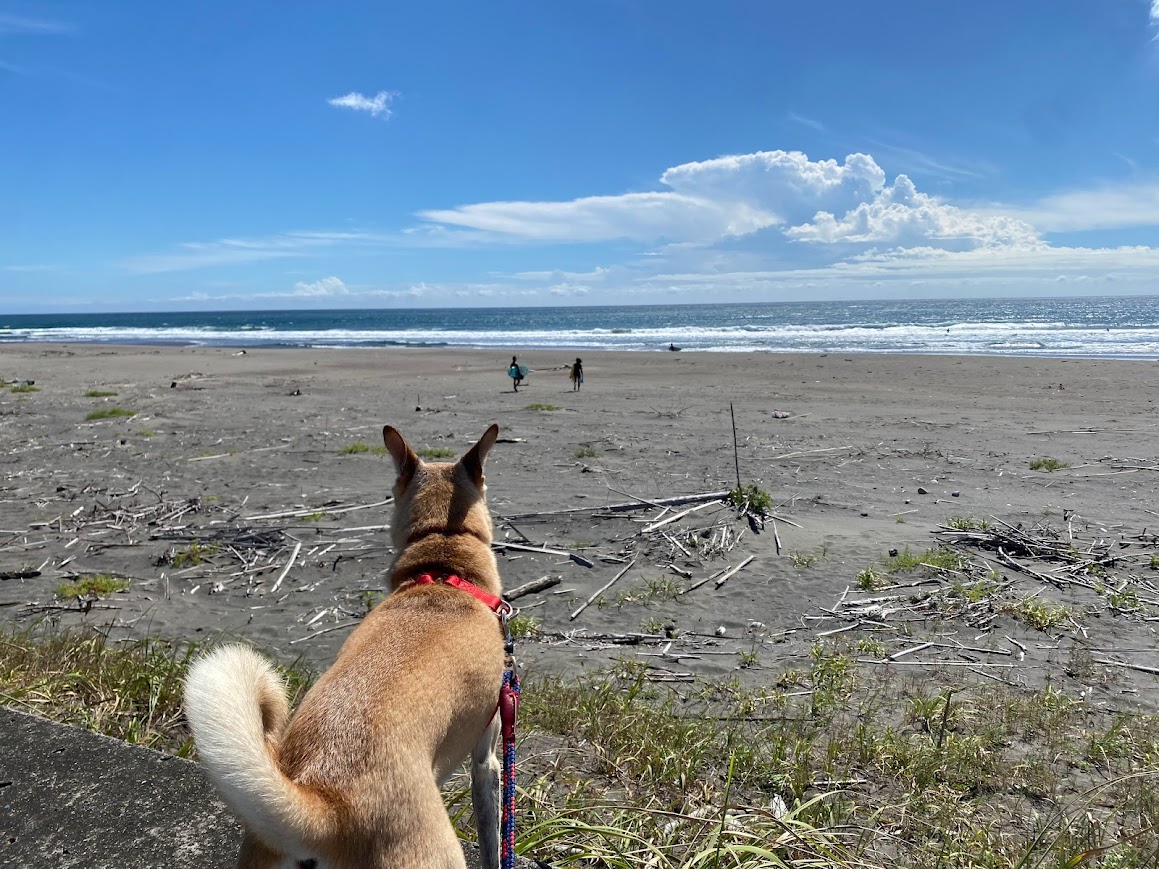Grapefruit slice atop a pile of other slices
